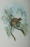 John Gould, Brown, Tree Kangaroo, Dendrolagus Inustus, Hand Coloured Lithograph