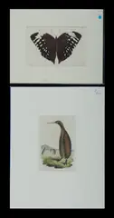Frederick Nodder, & SHAW, George (British 1751-1813), 2 Various Engravings, one from 'Naturalists Miscellany; 'Kiwi' (15x10.5cm; & 'Aurelius Butterfly' (11x17cm) Hand Coloured Engraving (2)