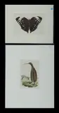 Frederick Nodder, & SHAW, George (British 1751-1813), 2 Various Engravings, one from 'Naturalists Miscellany; 'Kiwi' (15x10.5cm; & 'Aurelius Butterfly' (11x17cm) Hand Coloured Engraving (2)