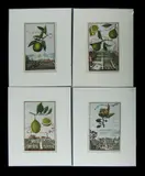 Johann Volckaner, 4 Various Engravings, Coloured Copper Plate Engraving (4)