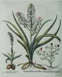 Basil Besler, Asphodelus Maior Albus' (Spotted Orchid)