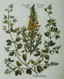 Basil Besler, Capparis Fabago' (Copper Plant)