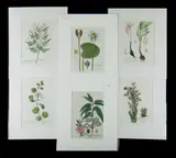 George Knorr, 6 Various Engravings, Copper Plate Engraving (6)