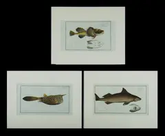 Marcus Elieser Bloch, 3 Various Engravings. 'Cottus Quadricornis' (19x30cm); 'Ostacion Cornutus' (18x32cm); & 'Squalus Centrina' (18x35cm). From 'Ichtyologie, our histoire naturelle, generale et particuliere.' Engraving (3)