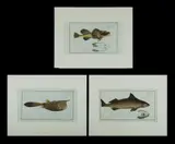 Marcus Elieser Bloch, 3 Various Engravings. 'Cottus Quadricornis' (19x30cm); 'Ostacion Cornutus' (18x32cm); & 'Squalus Centrina' (18x35cm). From 'Ichtyologie, our histoire naturelle, generale et particuliere.' Engraving (3)