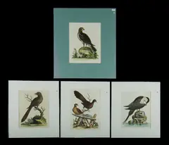 George Edwards, 4 Plates from 'A Natural History of Birds,' pub, 1802, Copper Plate Engraving (4)