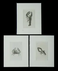 Thomas Pennant, 3 Etchings from 'British Zoology.' Pub. 1776. Plate III (19x12cm), Plate X (119x12cm) & Plate XIV (17x11cm)
