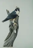 Humphrey Price-Jones, Hawk with Prey, Ink & W/Clr