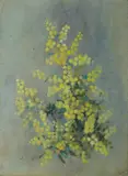 Ethel A Stephens, Acacia Flowers, Gouache