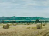 Pamela Griffith, Hay Bales, Oil on Canvas