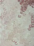 Wildflower Dreaming, 1995. Signed 'Emily' in pencil verso; cat #DG03084; various labels incl. Gallery Savah, Paddington by Emily Kame Kngwarreye, Acrylic on Canvas, sold Jun 2019