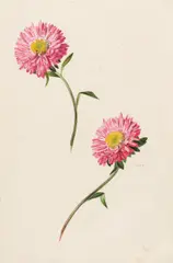 Leopold Zinnögger, Study with asters, 1854, watercolour on paper; framed