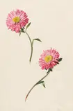 Leopold Zinnögger, Study with asters, 1854, watercolour on paper; framed