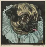 Norbertine Bresslern-Roth, Pug, colour linoleum cut on paper