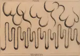 Friederike Nechansky-Stotz, Musik, charcoal on paper; framed