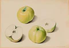 Franz Blaschek, Study of apples, watercolour on paper