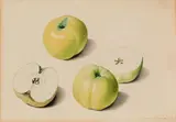 Franz Blaschek, Study of apples, watercolour on paper