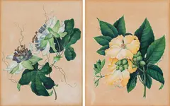 Leopold Brunner, Mixed lot (2 pieces): Passion flower and yellow clematis, 1841, watercolour on paper