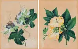 Leopold Brunner, Mixed lot (2 pieces): Passion flower and yellow clematis, 1841, watercolour on paper