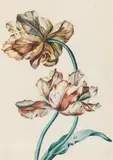 Leopold Zinnögger, Study of two tulips, watercolour on paper