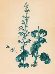 Leopold Zinnögger, Study of a deadnettle, watercolour on paper