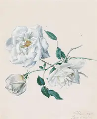 Anton Hartinger, White roses, watercolour on paper