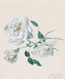Anton Hartinger, White roses, watercolour on paper