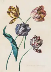 Studies of four tulips by Leopold Zinnögger, 1834, watercolour on paper, sold Jun 2022