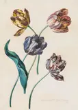 Leopold Zinnögger, Studies of four tulips, 1834, watercolour on paper