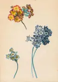 Leopold Zinnögger, Studies of primroses, watercolour on paper