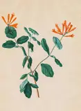 Franz Blaschek, Honeysuckle, watercolour on paper
