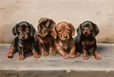 Carl Reichert, Four dachshund puppies