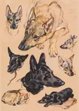 Norbertine Bresslern-Roth, Freu und Odin