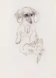 Dachshund by Ludwig Heinrich Jungnickel, black chalk on paper, sold Jun 2022