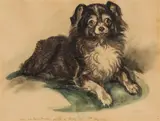 Ludwig Heinrich Jungnickel, Pekinese