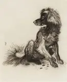 Ludwig Heinrich Jungnickel, Dog looking to the left