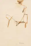 Franziska Mikl-Wibmer, Nude, mixed media on paper; framed