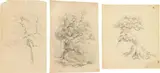 Tina Blau, mixed lot 3 pieces: Tree studies, pencil on paper; unframed