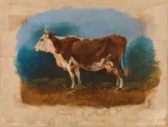 Jakob Gauermann, Nature study of a Murboden cattle, 1840, oil on paper on canvas