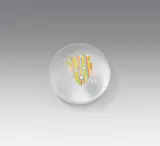 Kiki Kogelnik, Multistriped