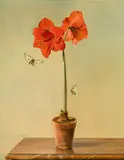 Franz Xaver Wolf, Amaryllis, oil on panel