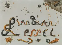 Jan van Kessel the Elder, Signature of van Kessel, formed from animals, oil on panel
