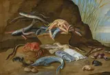 Jan van Kessel the Younger, Still life with fish, crabs, cuttlefish and shell on the beach, c. 1680, oil on copper, parqueted