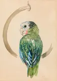 Parrot by Ludwig Heinrich Jungnickel, watercolour on paper, sold Jul 2021