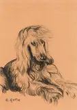 Norbertine Bresslern-Roth, Afghan hound