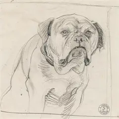 Switbert Lobisser, Bulldog, pencil on paper
