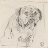 Switbert Lobisser, Bulldog, pencil on paper
