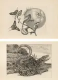 Maria Sybilla Merian, Histoire des insectes de l'Europe. Traduite du hollandois en francois par Jean Marret