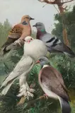 Wilhelm Kuhnert, Four pigeons