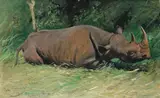 Wilhelm Kuhnert, Rhino